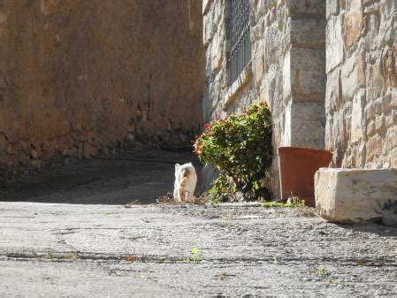 Reto visual: ¿Eres capaz de encontrar al gato en menos de 30 segundos?