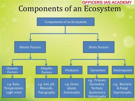 Structure Of Ecosystem Diagram