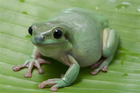 Do Frogs Eat Leaves at Ma Cannon blog