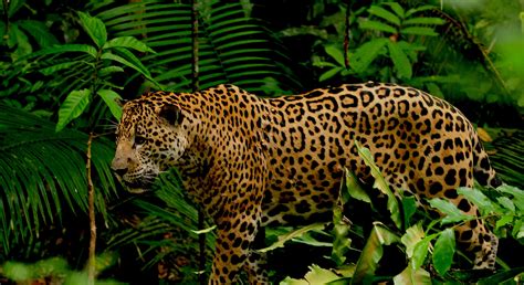 What Large Cats Live In The Jungle at Rex Burke blog