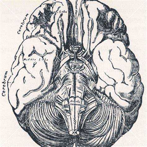 Brain Drawing Download - Etsy