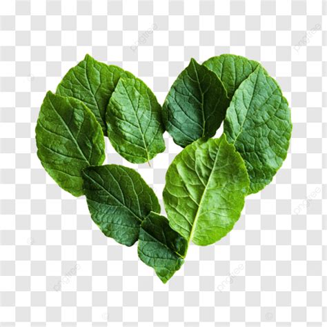 Green Leaf Heart Shape, Green Leaf, Heart Shape, Heart Shaped PNG ...