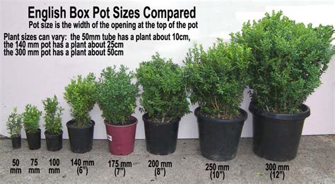 What Size Pot Do You Need To Grow Bell Peppers at Todd Lovejoy blog