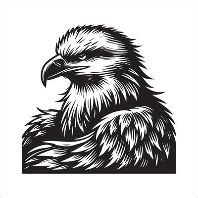 White Eagle Portrait Vector Art, Icons, and Graphics for Free Download