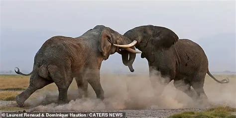 Elephants Clash for Dominance at Kenya’s Amboseli National Park | Daily ...