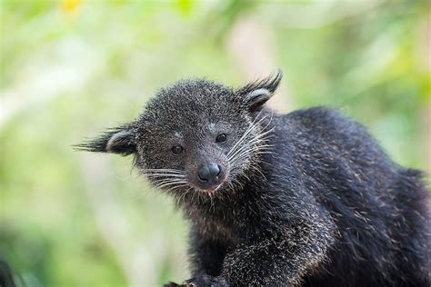 Animals Native to China - WorldAtlas