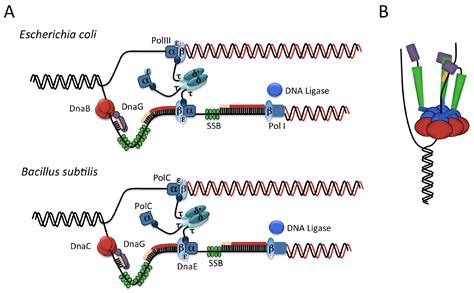 Genes | Free Full-Text | Control of Initiation of DNA Replication in Bacillus subtilis and ...