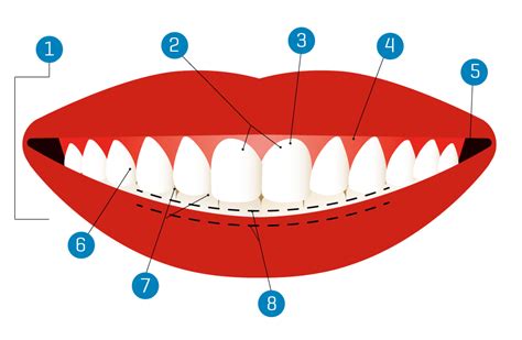 Smile Science: The Anatomy of a Smile | Portland Monthly