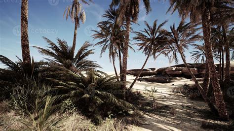 Oasis at the moroccan desert dunes 6680339 Stock Photo at Vecteezy