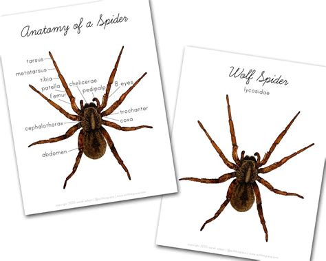 Anatomy of a Spider - Etsy