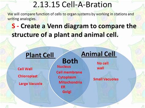 Animal Vs Plant Cells Venn Diagram