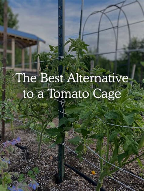 Are Tomato Cages Necessary? - The Best DIY Tomato Cages Alternative