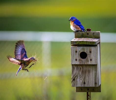 Bird Watching Gifts For Anybody With An Avian Obsession - Just Watching Birds