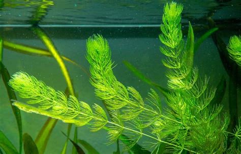 5 Best Floating Aquarium Plants - FishLab.com