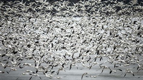 Thousands of snow geese were killed after landing in a toxic lake ...