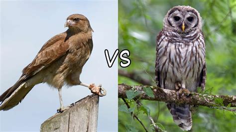 Hawk vs Owl: Differences and Similarities of Two Fierce Predators ...