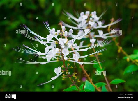 Cat s whiskers plant blooming Stock Photo - Alamy