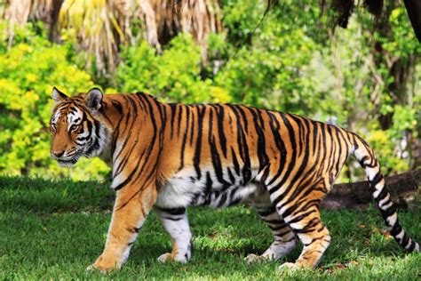 Bandipur Tiger Reserve And National Park (August 2021) Timings,Tickets,reviews,Tips,Contact ...