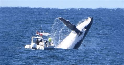 Blue Whale Breaching By Boat