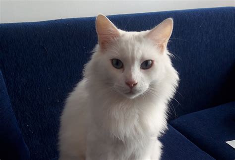 Turkish Angora: Cat Breeds | Breed Information | Mad Paws