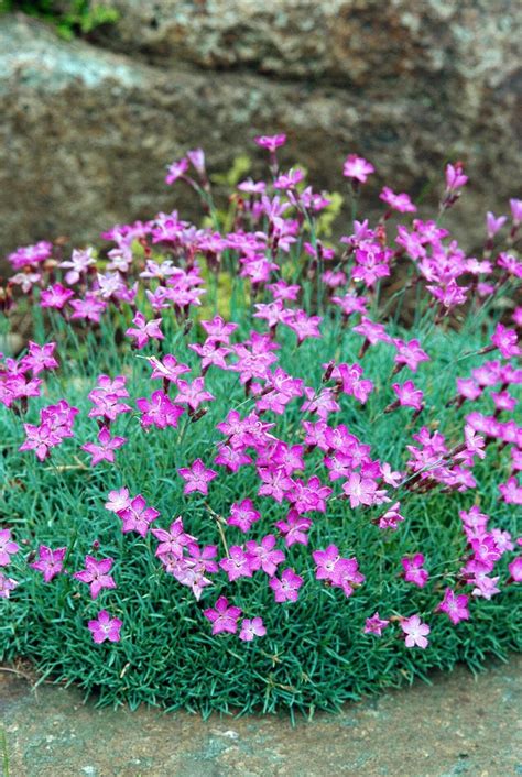 15 Drought-Tolerant Groundcovers That Look Gorgeous Without Much Water | Drought tolerant ...