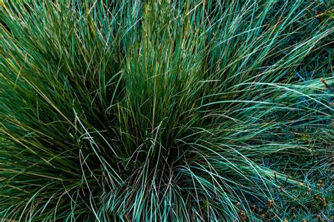 How to Choose an Ornamental Grass