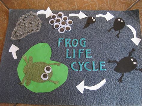 Mrs Griffin's Cool Class: Frog Life Cycles