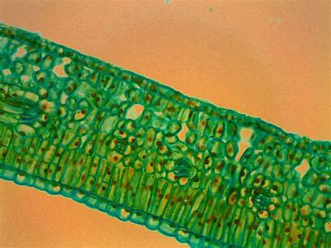 Leaf Structure Under the Microscope