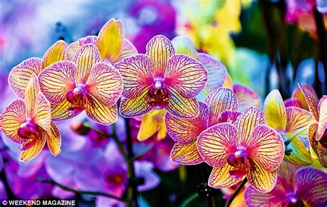 The Earth Realm Guide: The Magic of Orchids