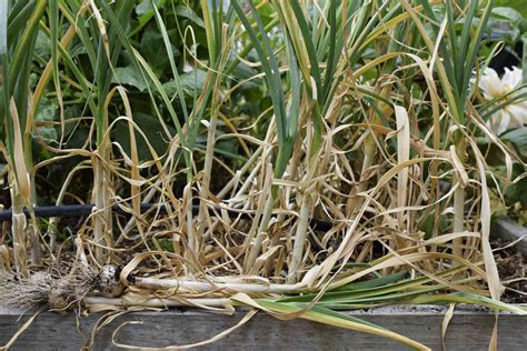 How and When to Harvest and Store Garlic