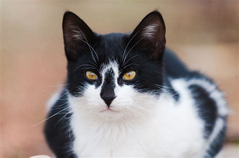 Ten Interesting Facts About Black and White Cats | Pets4Homes