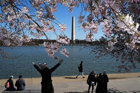 Washington’s cherry blossoms are in peak bloom - The Washington Post