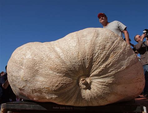 One ton pumpkin in Northern California sets record for world's largest pumpkin - syracuse.com