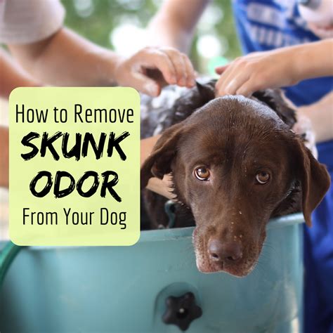 Mythbusters Skunk Smell Removal Recipe | Bryont Blog