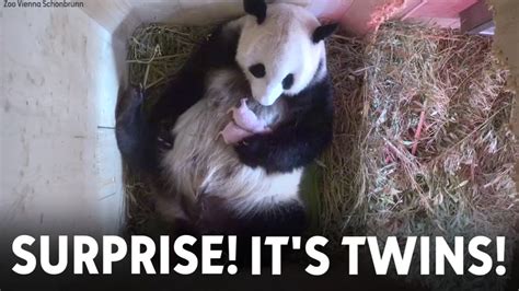 Surprise: Twins! Giant panda gives birth to two cubs in Austria - 6abc Philadelphia