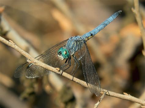 Blue Dasher News | Arizona Dragonflies