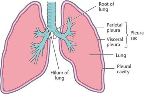 Pleural Cavities — Human Anatomy