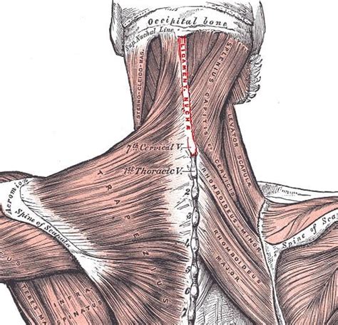 Nuchal fascia - Alchetron, The Free Social Encyclopedia