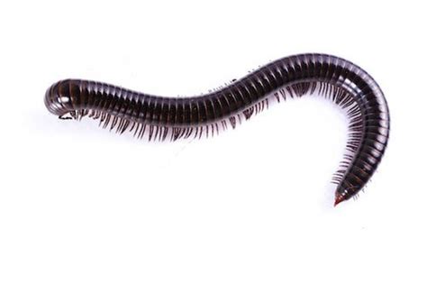 How To Get Rid Of Millipedes In Your Garden | Fasci Garden