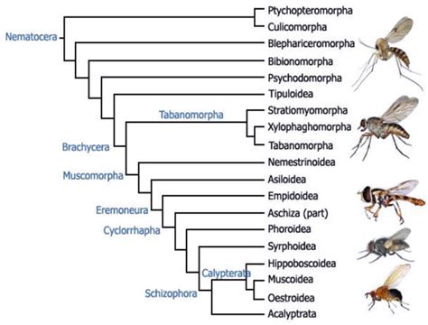 Phylogeny and Functional Morphology of Diptera (Flies) | IntechOpen