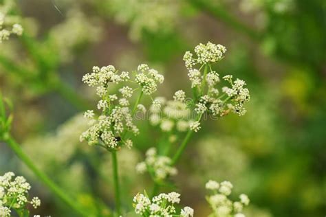 Celery Flower stock image. Image of infusion, flowers - 185579665