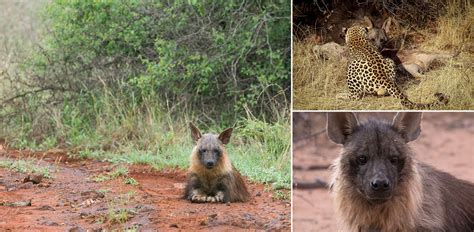 The Brown Hyena - Africa Geographic