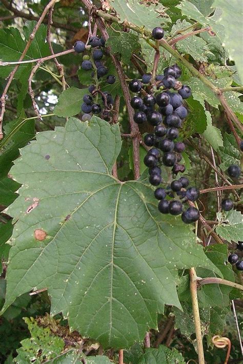 Vitis riparia - Alchetron, The Free Social Encyclopedia