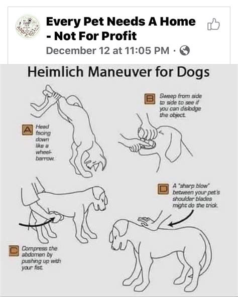 Pin by Cindy Smathers on Animals pets | Heimlich maneuver for dogs, Heimlich maneuver, Heimlich