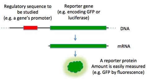 7.13H: Reporter Fusions - Biology LibreTexts