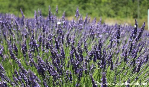 Provence ~ Lavender and more! - Travel with Wendy