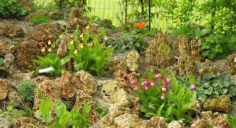 Shade or sunshine ? Where should you plant your garden orchids ? - Phytesia