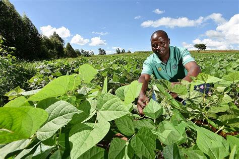 New, improved bean varieties enhance food security and diet diversity in Malawi | PABRA