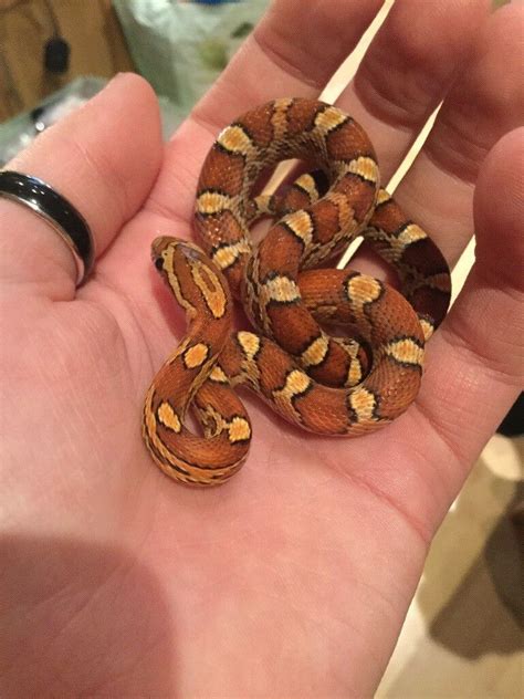 Baby Corn Snakes | in Gillingham, Kent | Gumtree