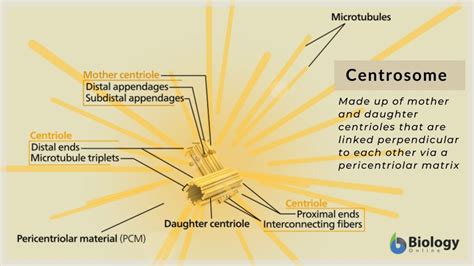 Centrosome Function